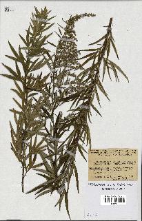 spécimen de Artemisia verlotiorum