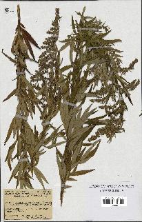 spécimen de Artemisia verlotiorum