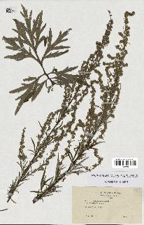 spécimen de Artemisia vulgaris