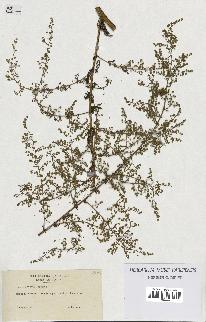 spécimen de Artemisia annua