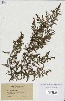 spécimen de Artemisia annua