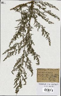 spécimen de Artemisia annua