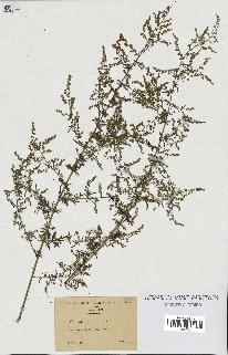 spécimen de Artemisia annua