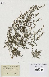 spécimen de Artemisia annua