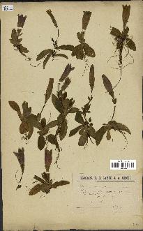 spécimen de Gentiana excisa