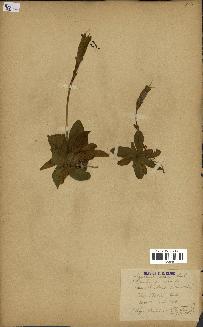 spécimen de Gentiana excisa