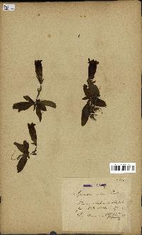 spécimen de Gentiana excisa