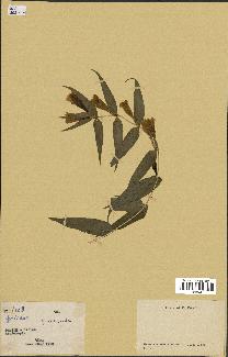 spécimen de Gentiana asclepiadea