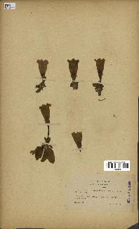 spécimen de Gentiana kochiana