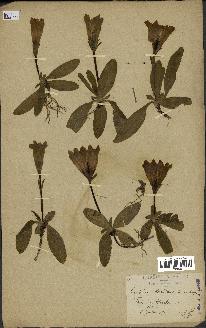 spécimen de Gentiana kochiana