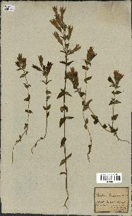 spécimen de Gentiana germanica