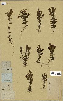 spécimen de Gentiana germanica