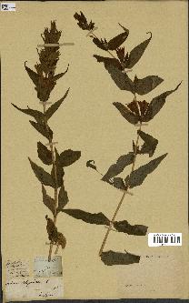spécimen de Gentiana asclepiadea