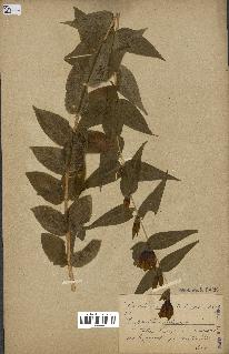 spécimen de Gentiana asclepiadea