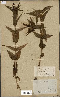 spécimen de Gentiana asclepiadea
