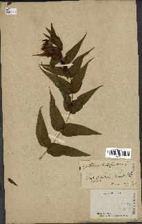 spécimen de Gentiana asclepiadea