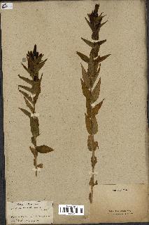 spécimen de Gentiana asclepiadea