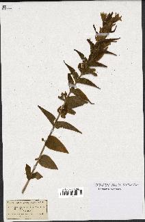 spécimen de Gentiana asclepiadea