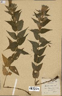 spécimen de Gentiana asclepiadea