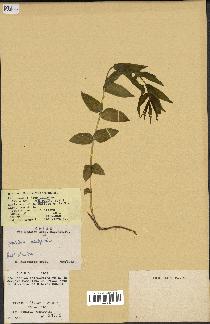 spécimen de Gentiana asclepiadea