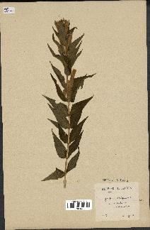 spécimen de Gentiana asclepiadea