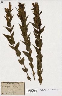 spécimen de Gentiana asclepiadea
