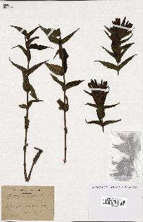spécimen de Gentiana asclepiadea