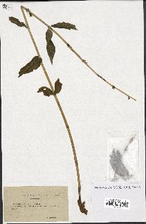 spécimen de Gentiana asclepiadea
