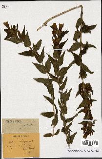 spécimen de Gentiana asclepiadea