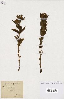 spécimen de Gentiana asclepiadea