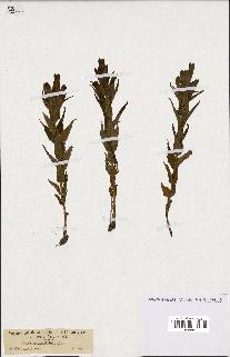 spécimen de Gentiana asclepiadea