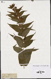 spécimen de Gentiana asclepiadea