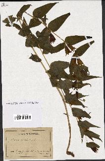 spécimen de Gentiana asclepiadea