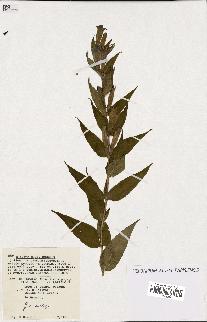 spécimen de Gentiana asclepiadea