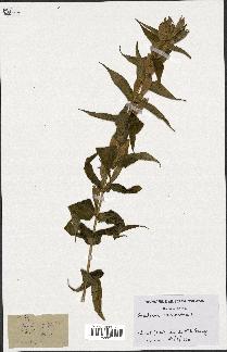 spécimen de Gentiana asclepiadea