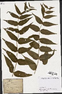 spécimen de Gentiana asclepiadea