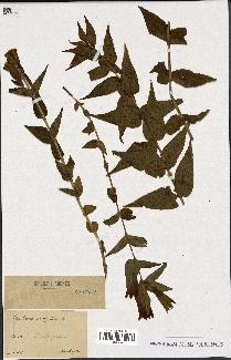 spécimen de Gentiana asclepiadea