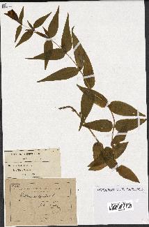 spécimen de Gentiana asclepiadea