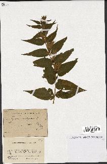 spécimen de Gentiana asclepiadea