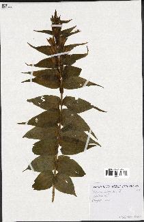 spécimen de Gentiana asclepiadea