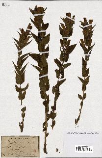 spécimen de Gentiana asclepiadea