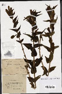 spécimen de Gentiana asclepiadea