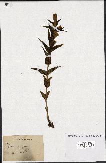 spécimen de Gentiana asclepiadea