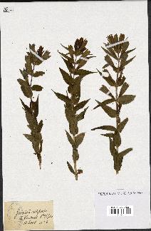 spécimen de Gentiana asclepiadea