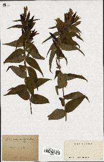 spécimen de Gentiana asclepiadea