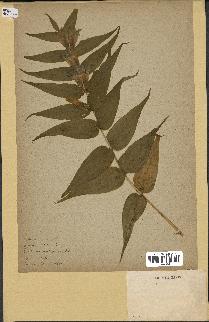 spécimen de Gentiana asclepiadea
