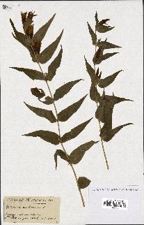 spécimen de Gentiana asclepiadea