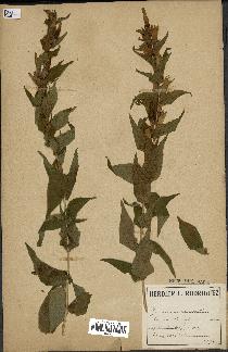 spécimen de Gentiana asclepiadea