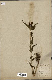spécimen de Gentiana asclepiadea