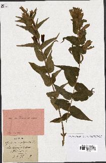 spécimen de Gentiana asclepiadea